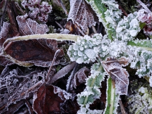 Sieger Winterchallenge "Eisblume"