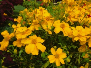 Studentenblume
