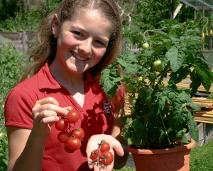 Tomaten