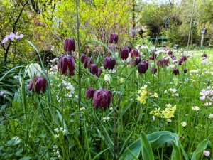 Schachbrettblumen