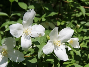 Jasmin