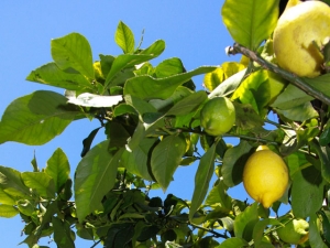 Citrus