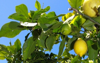 Citrus