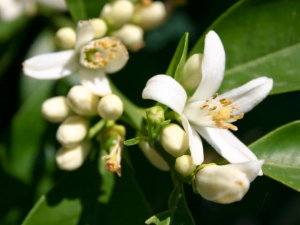 Citrusblüten