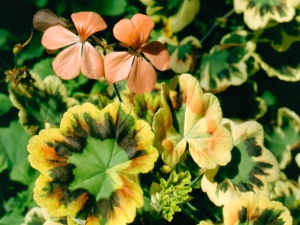 Pelargonie Wirral