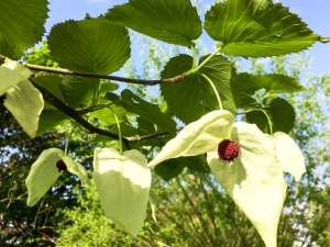 Taschentuchbaum