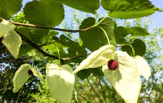 Taschentuchbaum