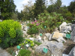 Alpengarten beim Schloss Belvedere in Wien (Bild: ORF)