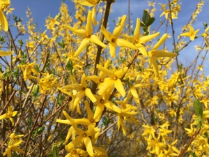 Forsythie