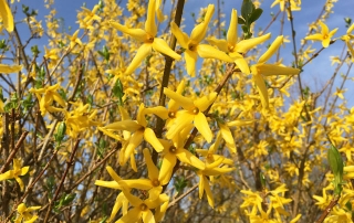 Forsythie