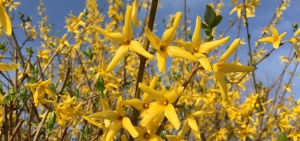 Forsythie
