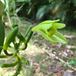 Blühende Vanille-Orchidee