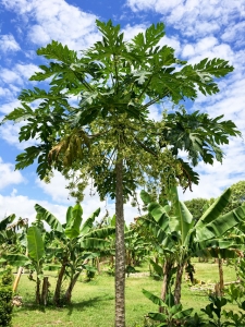 Papaya