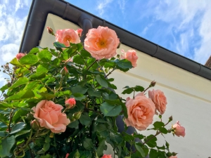 Die französische Kletterrose Cesar