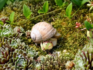 Die Weinbergschnecke - ein Nützling