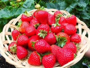 Erdbeeren