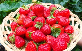 Erdbeeren