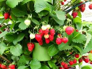 Hängeerdbeeren