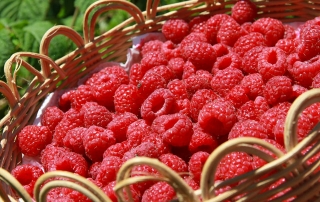 Himbeeren