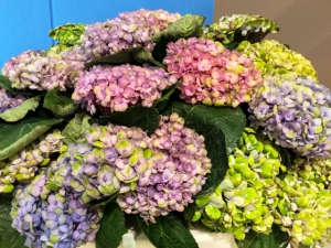 Hortensie Magical - ändert vier Mal die Farbe