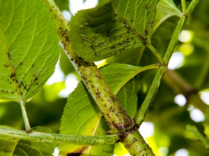 Läuseinvasion im Garten
