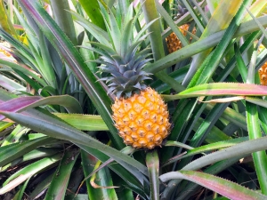 Victoria-Ananas