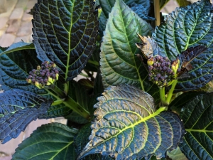 Das fast schwarze Blatt