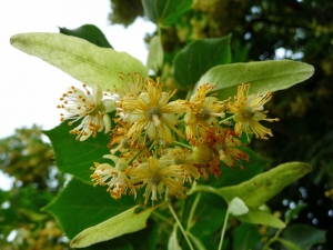 Blüten der Sommerlinde (Bild: wikipedia/3268zauber)