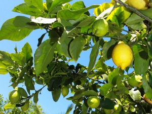 Citrusbaum