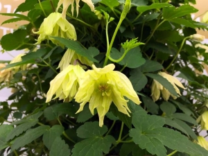 Clematis chiisanensis