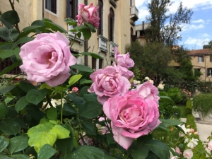 Rosen im Palazzo Malipiero Barnabo in Venedig