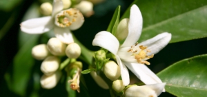 Citrusbl&uuml;ten