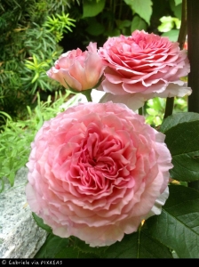 Siegerbild der Fotochallenge "Der Name der Rose" (Bild: Gabriele Peiner)