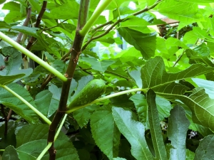 Feigen auf Feigenbaum