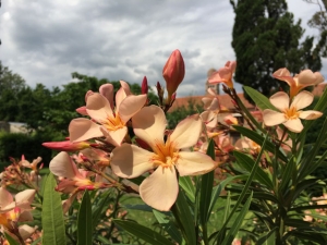 Oleander