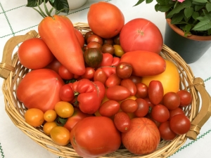 Tomatenvielfalt