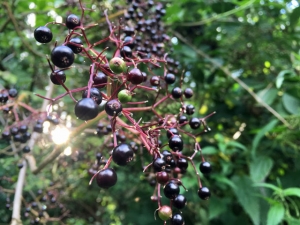 Holunder-Beeren