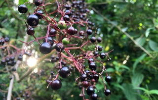 Holunder-Beeren