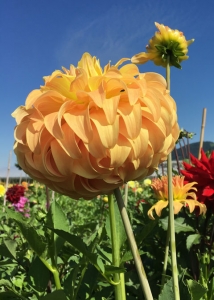 Gelbe Dahlie