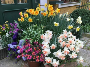Blumen aus Zwiebeln