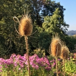 Wilde Karde (Distel)