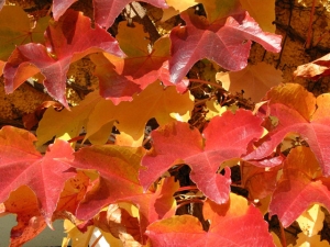 Buntes Laub