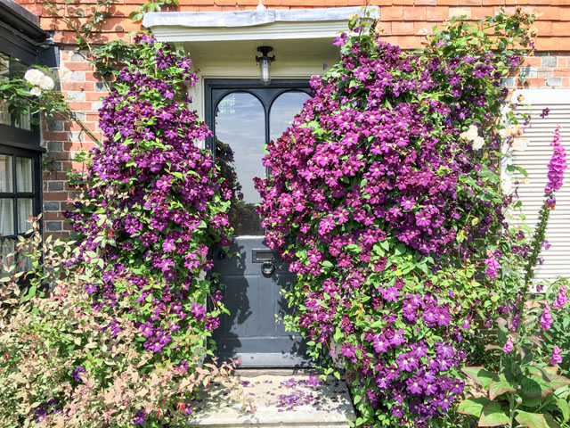 Üppige Clematis beim Hauseingang