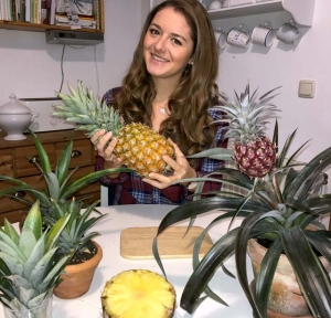 Ananas aus eigener Produktion