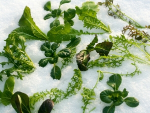 Asias im Schnee