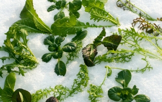 Asias im Schnee
