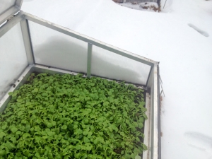 Frühbeet im Winter