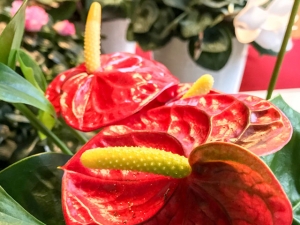 Flamingoblume