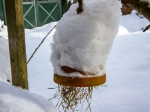 Ohrwurmhäuschen im Winter