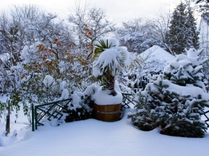 Palme im Schnee